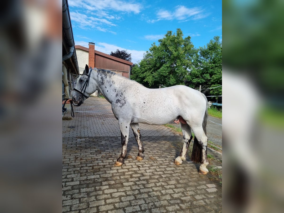 Noriker Stallion 4 years 15,2 hh in Braunfels