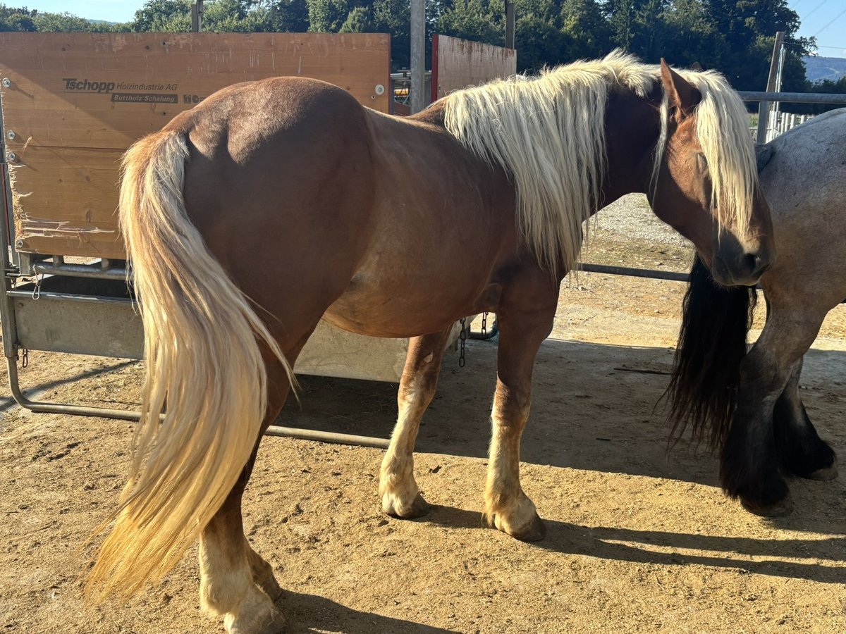 Noriker Stallion 5 years Chestnut-Red in D&#xE4;niken SO