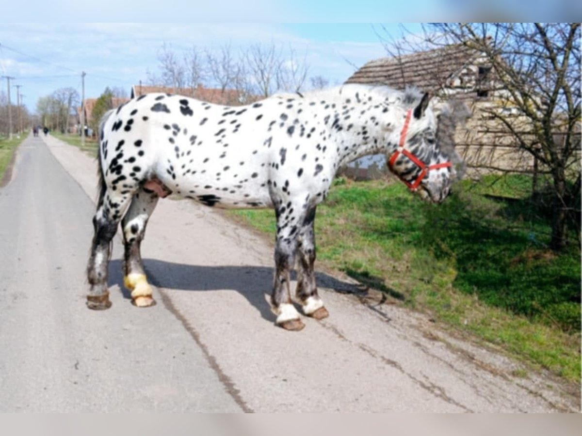 Noriker Stallion 6 years in K&#xF6;r&#xF6;sladany