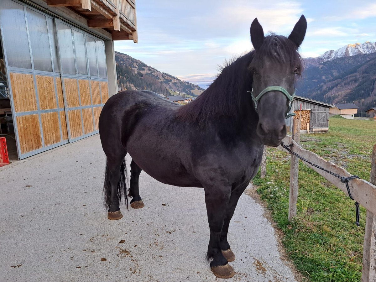 Noriker Stallion 7 years 15,2 hh in Obertilliach