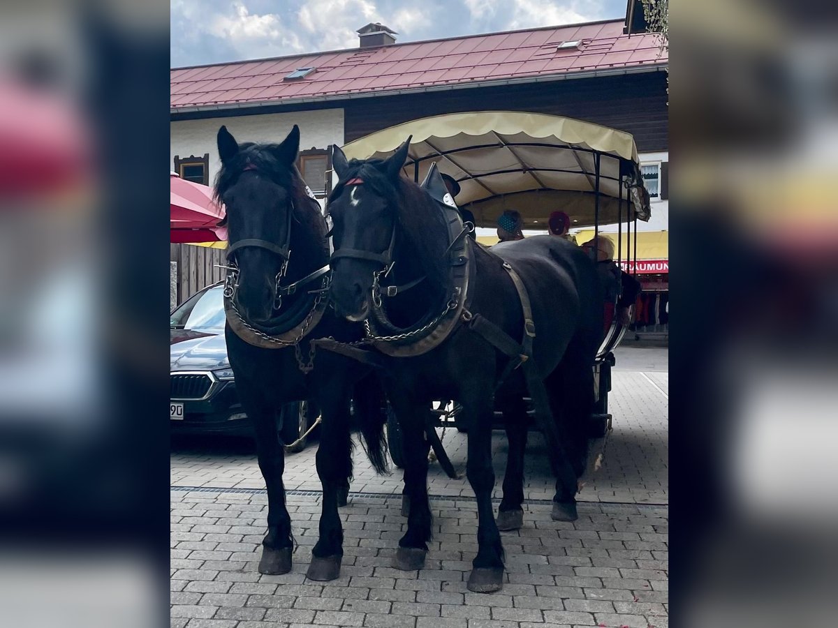 Noriker Stallion 9 years 16 hh Black in Oberstdorf