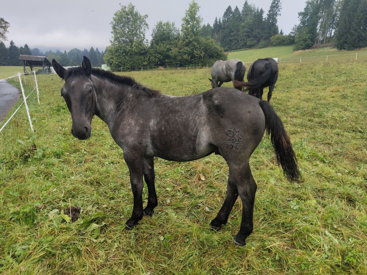 Noriker Stallion Foal (02/2025) 14,2 hh Roan-Blue in St.Stefan Gail
