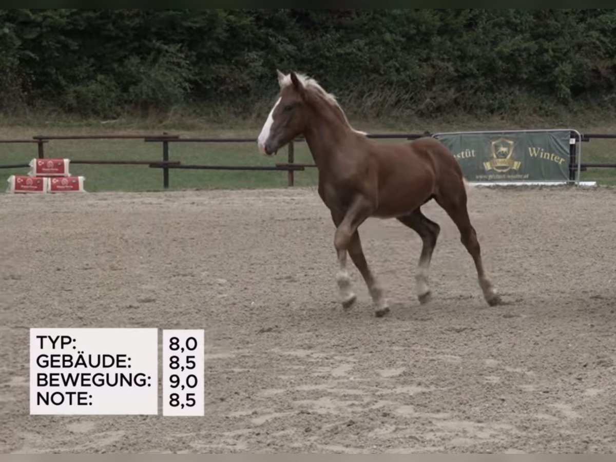Noriker Stallion Foal (03/2025) 16 hh Chestnut in N&#xF6;hagen