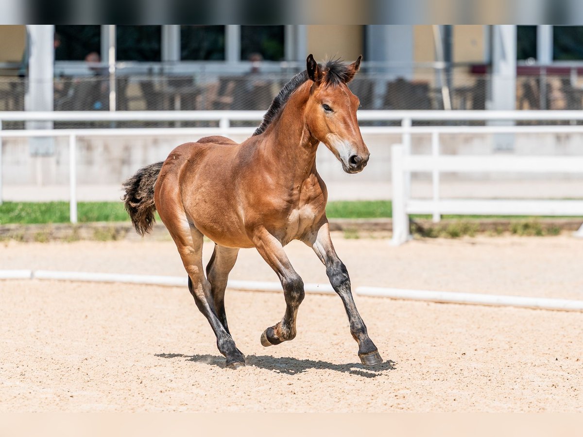Noriker Stallion Foal (03/2025) Brown in Deutenham