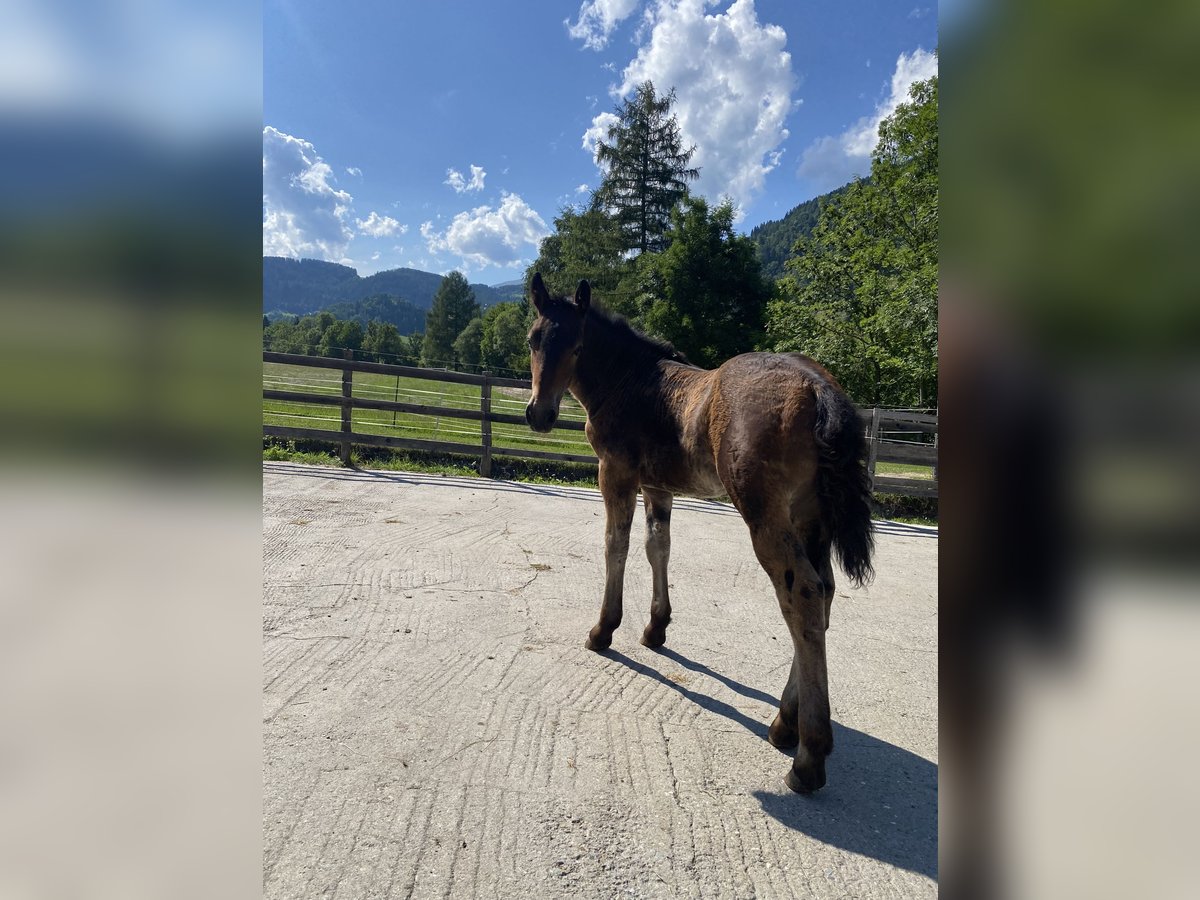 Noriker Stallion Foal (04/2025) Brown in Oberw&#xF6;lz