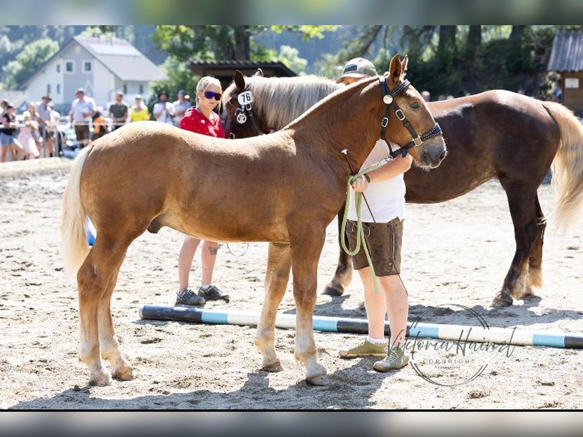 Noriker Stallion Foal (03/2024) Chestnut in Gams bei Hieflau