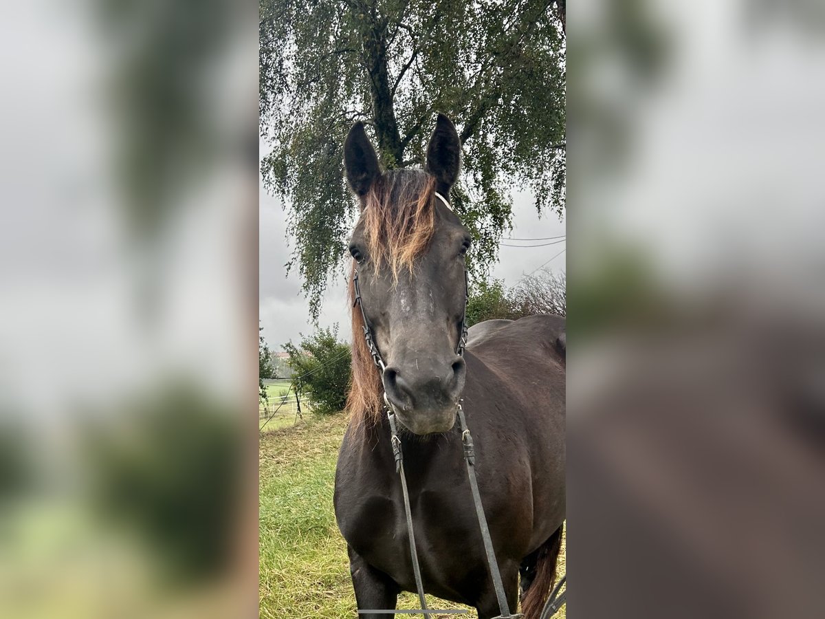 Noriker Sto 6 år 150 cm Mörkbrun in Pelmberg