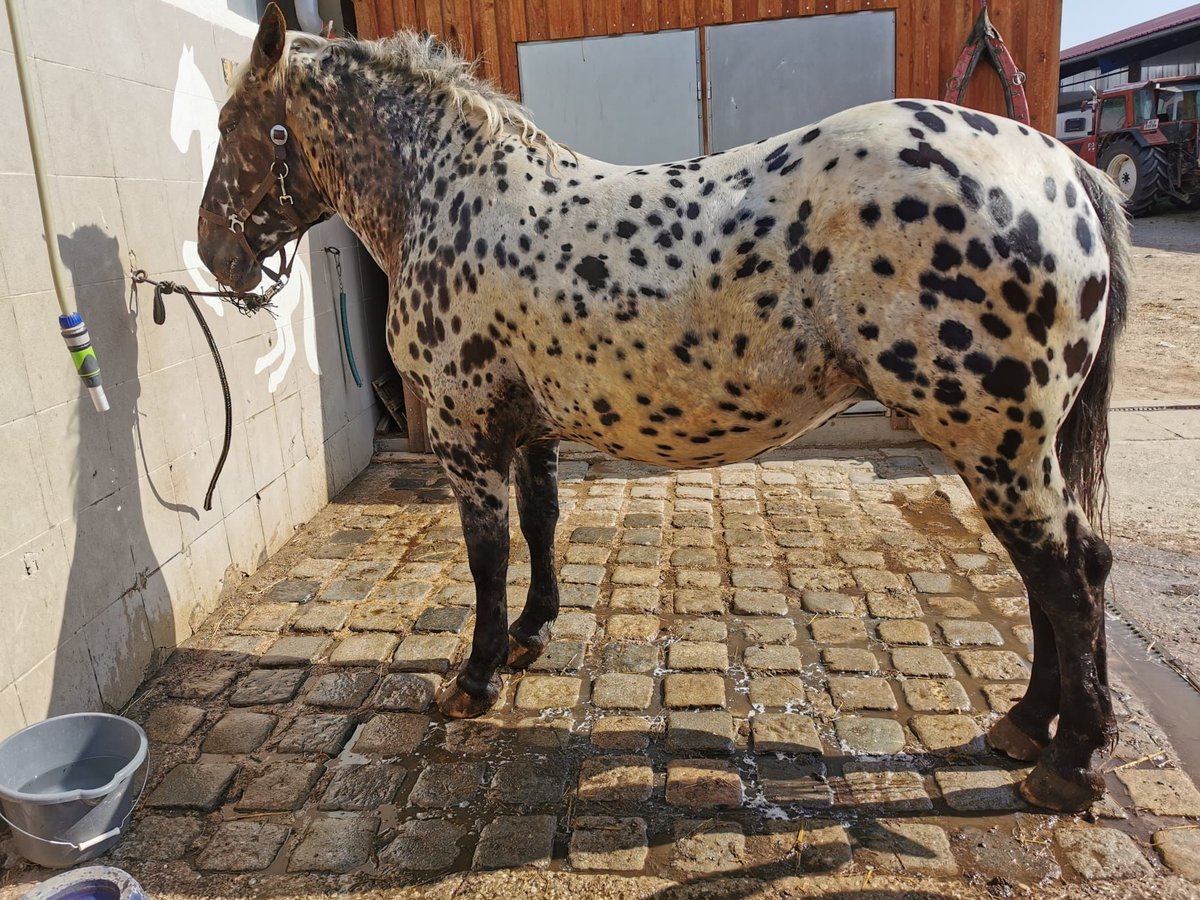 Noriker Sto 8 år Leopard-Piebald in Grübern