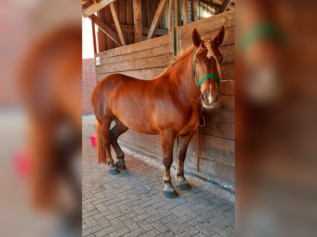 Noriker Stute 10 Jahre 158 cm Fuchs in Aurich Wiesens