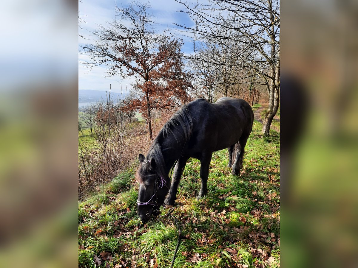 Noriker Stute 10 Jahre 160 cm Rappe in Kl.pöchlarn