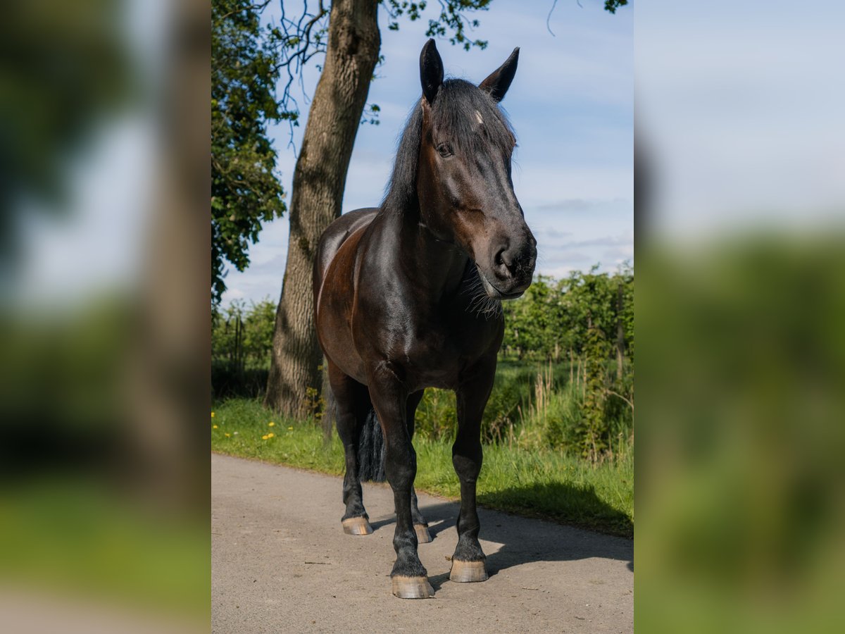 Noriker Stute 10 Jahre 165 cm Rappe in Wischhafen