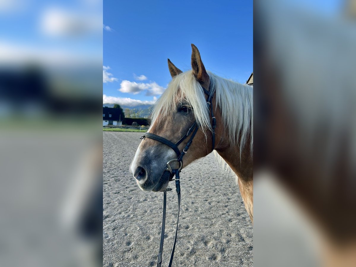 Noriker Stute 12 Jahre 158 cm Fuchs in Judenburg