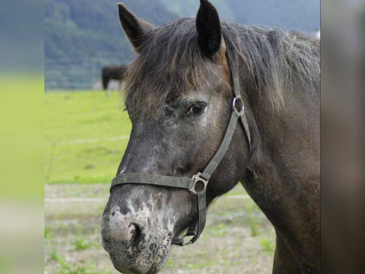 Noriker Stute 12 Jahre 160 cm Tigerschecke in Hinterglemm