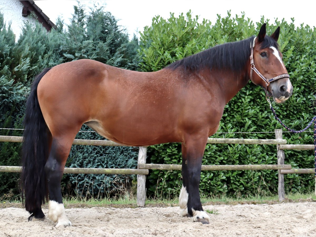 Noriker Stute 12 Jahre 167 cm Brauner in Remscheid