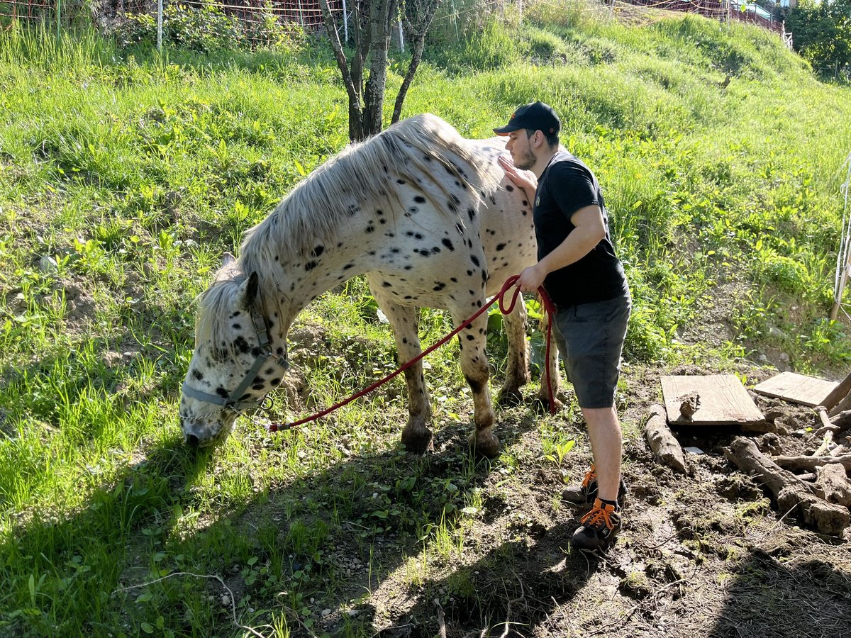 Noriker Stute 13 Jahre 160 cm Tigerschecke in Buttrio