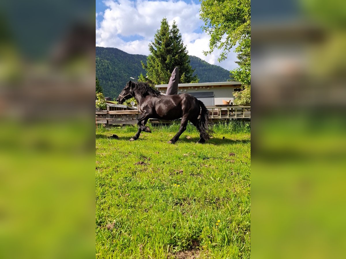 Noriker Stute 13 Jahre in Vorderthiersee
