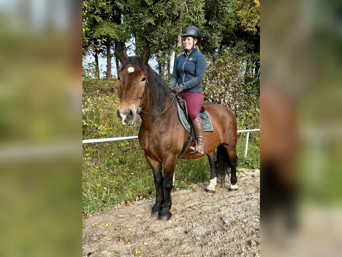 Noriker Stute 15 Jahre 155 cm Brauner in Pelmberg