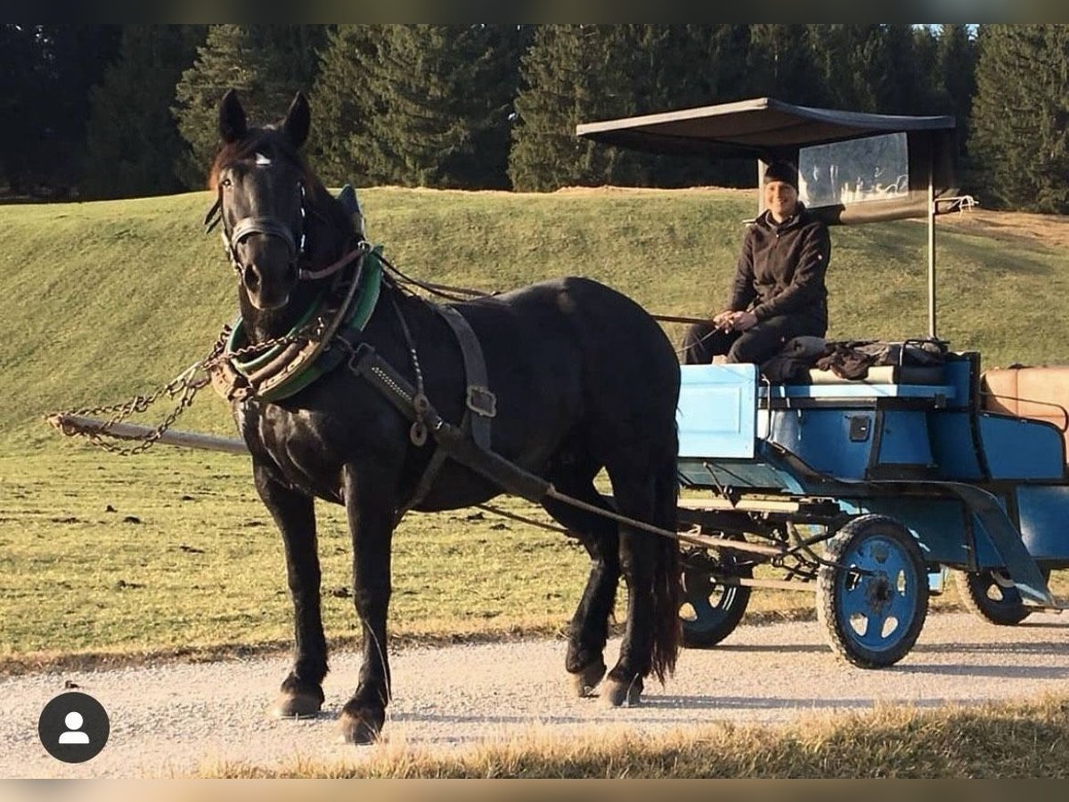 Noriker Stute 17 Jahre 162 cm Rappe in WallgauWallgau