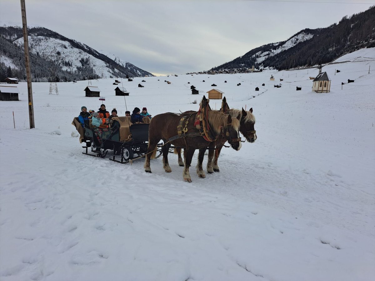 Noriker Stute 17 Jahre 165 cm Fuchs in Obertilliach