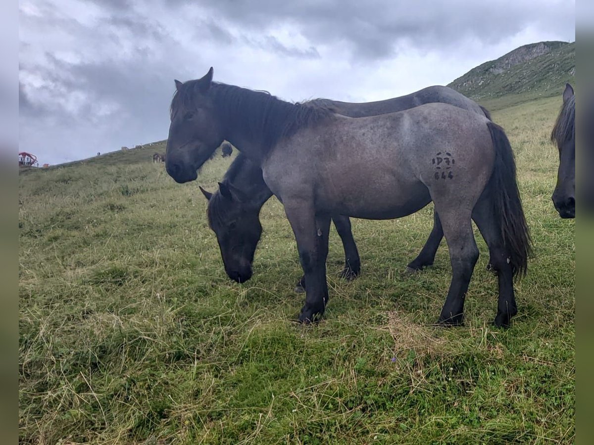 Noriker Stute 1 Jahr 160 cm Blauschimmel in Oberalm