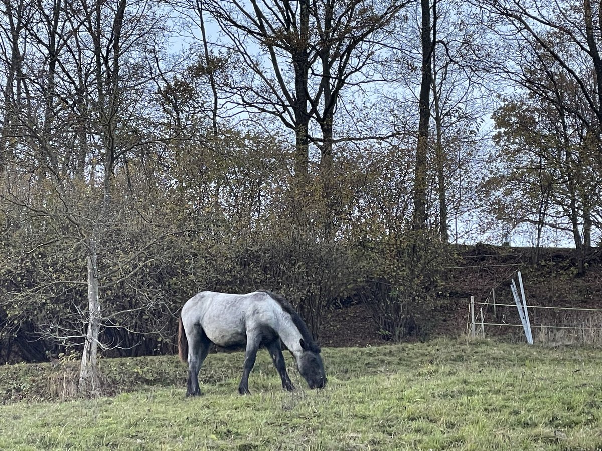 Noriker Stute 1 Jahr Blauschimmel in Feistritz an der Gail