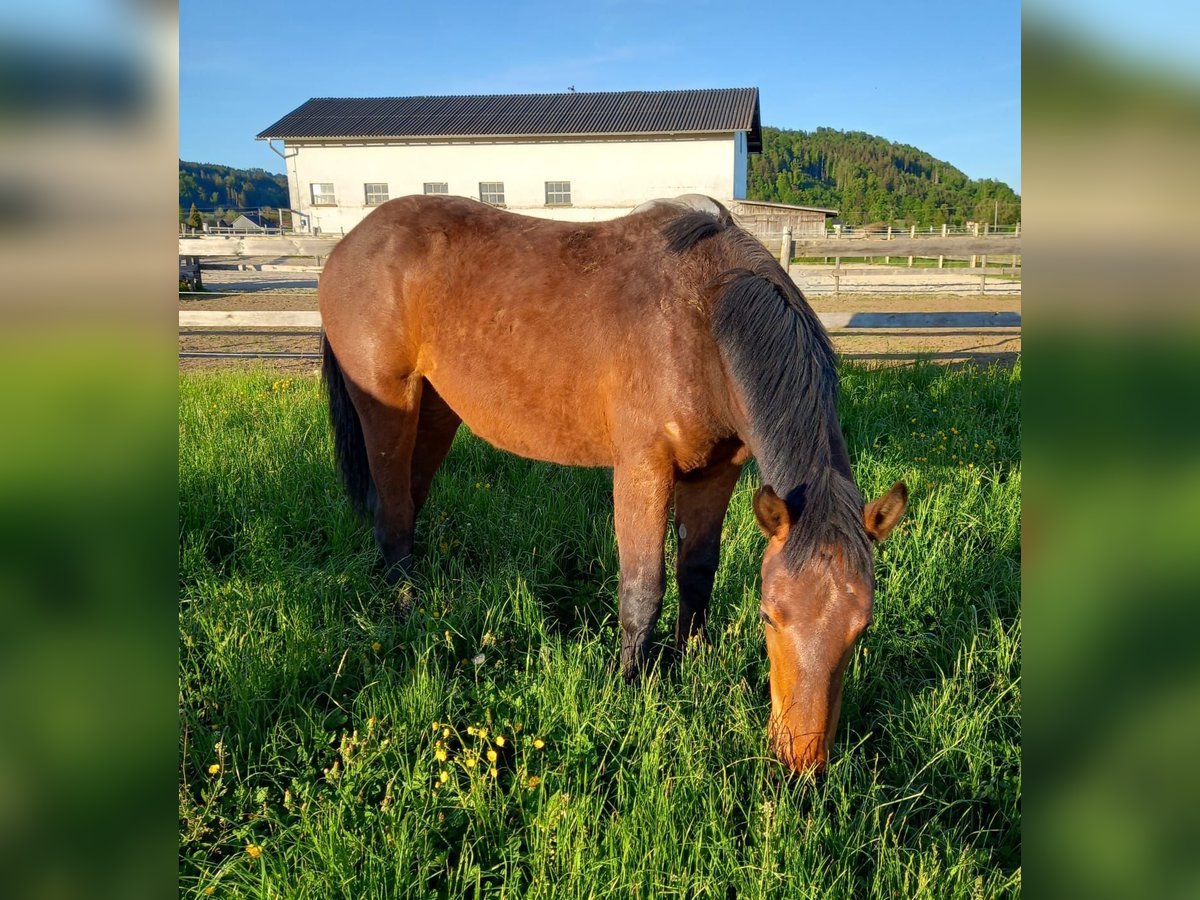 Noriker Stute 1 Jahr Brauner in Munderfing