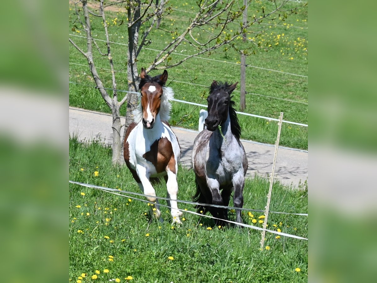 Noriker Stute 1 Jahr Braunfalbschimmel in Klettgau