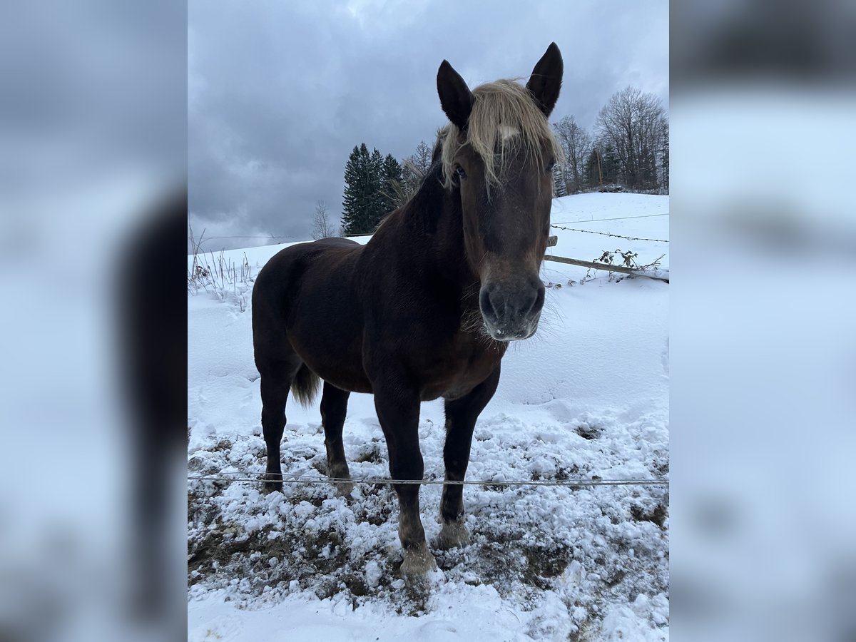 Noriker Stute 20 Jahre 162 cm Dunkelfuchs in St. Anton