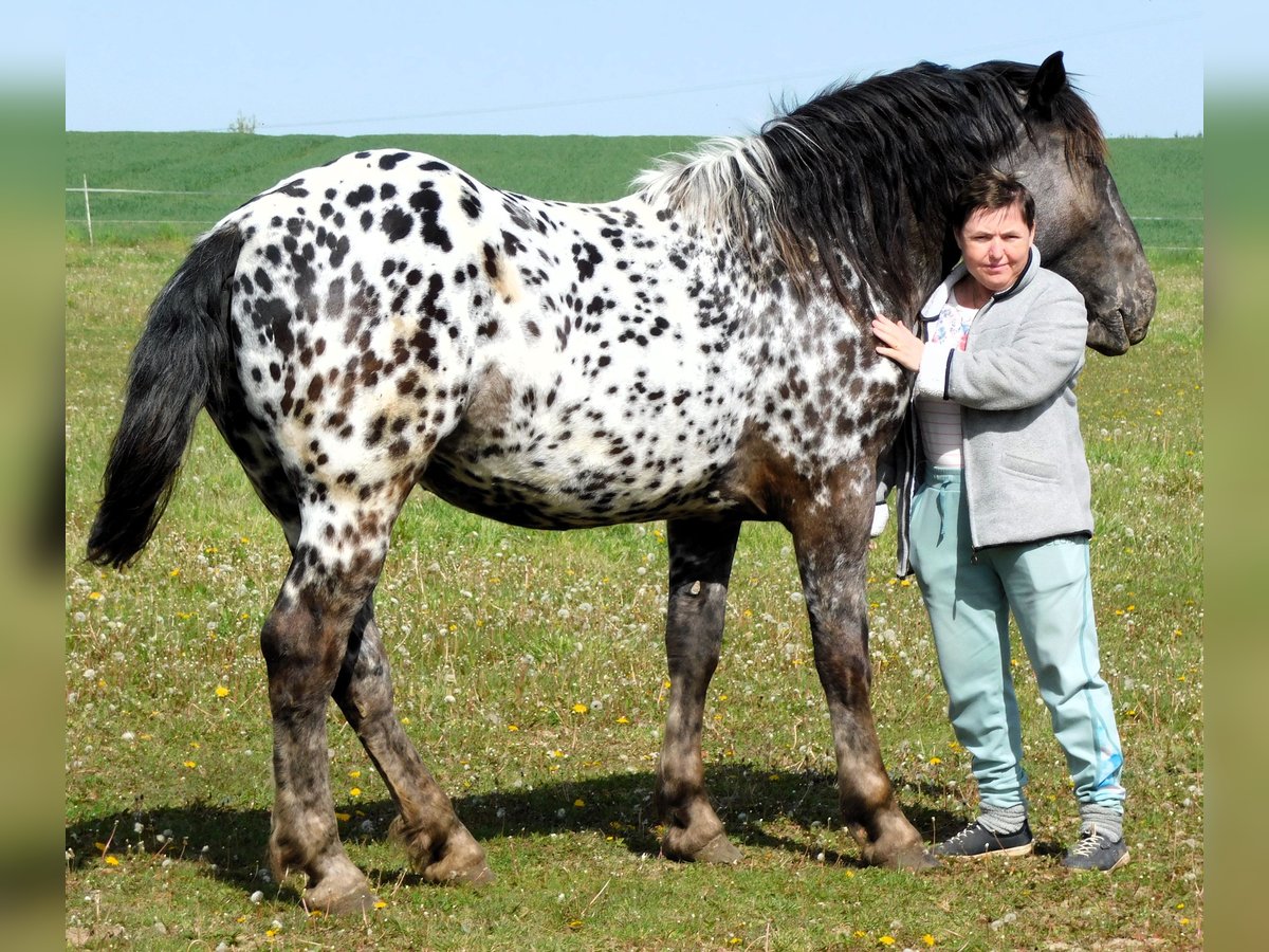 Noriker Stute 2 Jahre 159 cm Tigerschecke in Skalice