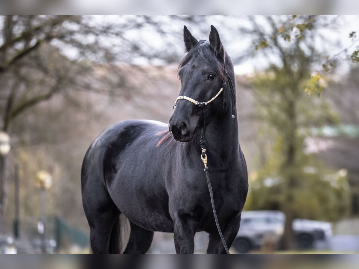 Noriker Stute 3 Jahre 154 cm in Windhagen