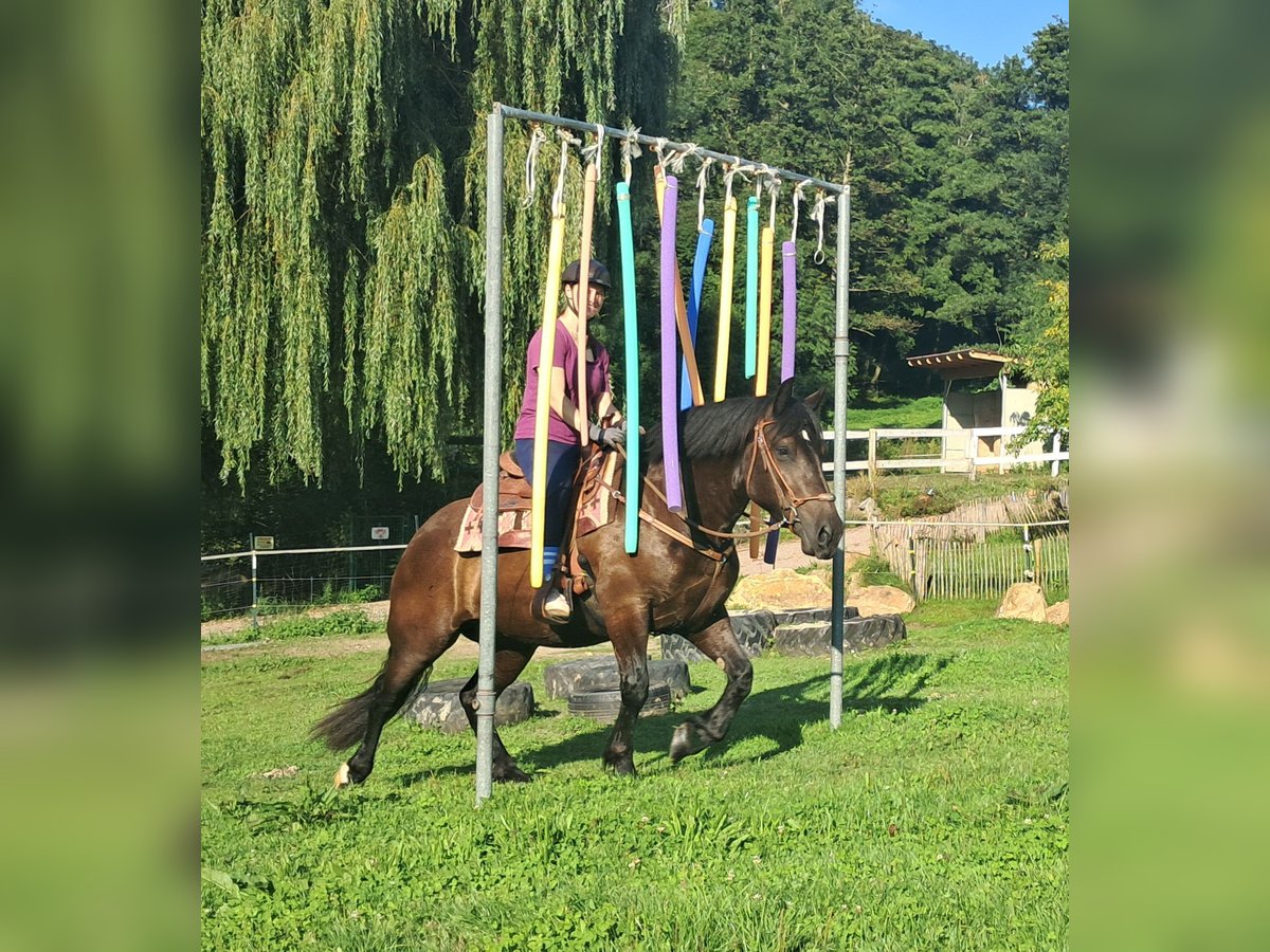 Noriker Stute 3 Jahre 154 cm Rappe in Bayerbach