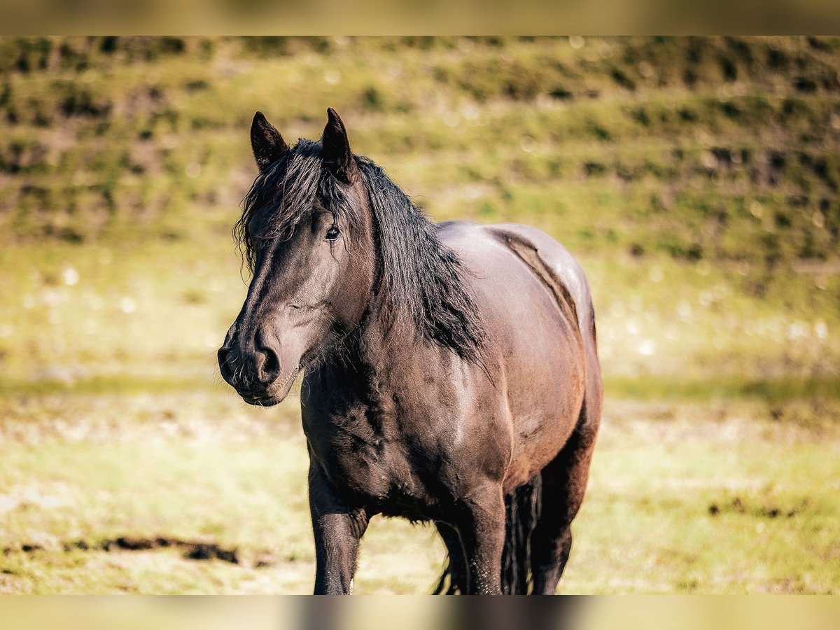 Noriker Stute 3 Jahre 158 cm Rappe in Kraiburg am Inn