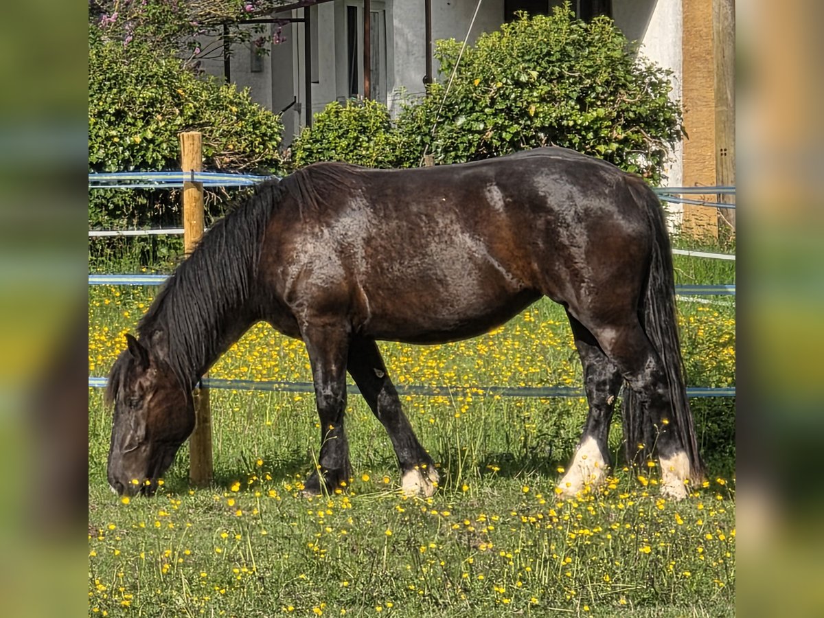 Noriker Stute 3 Jahre 160 cm Rappe in Weiskirchen
