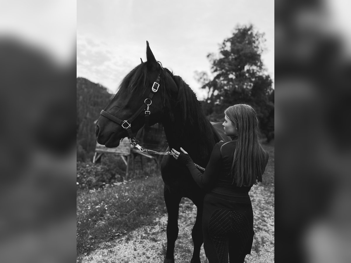Noriker Stute 3 Jahre 160 cm Rappe in St Veit an der Glan