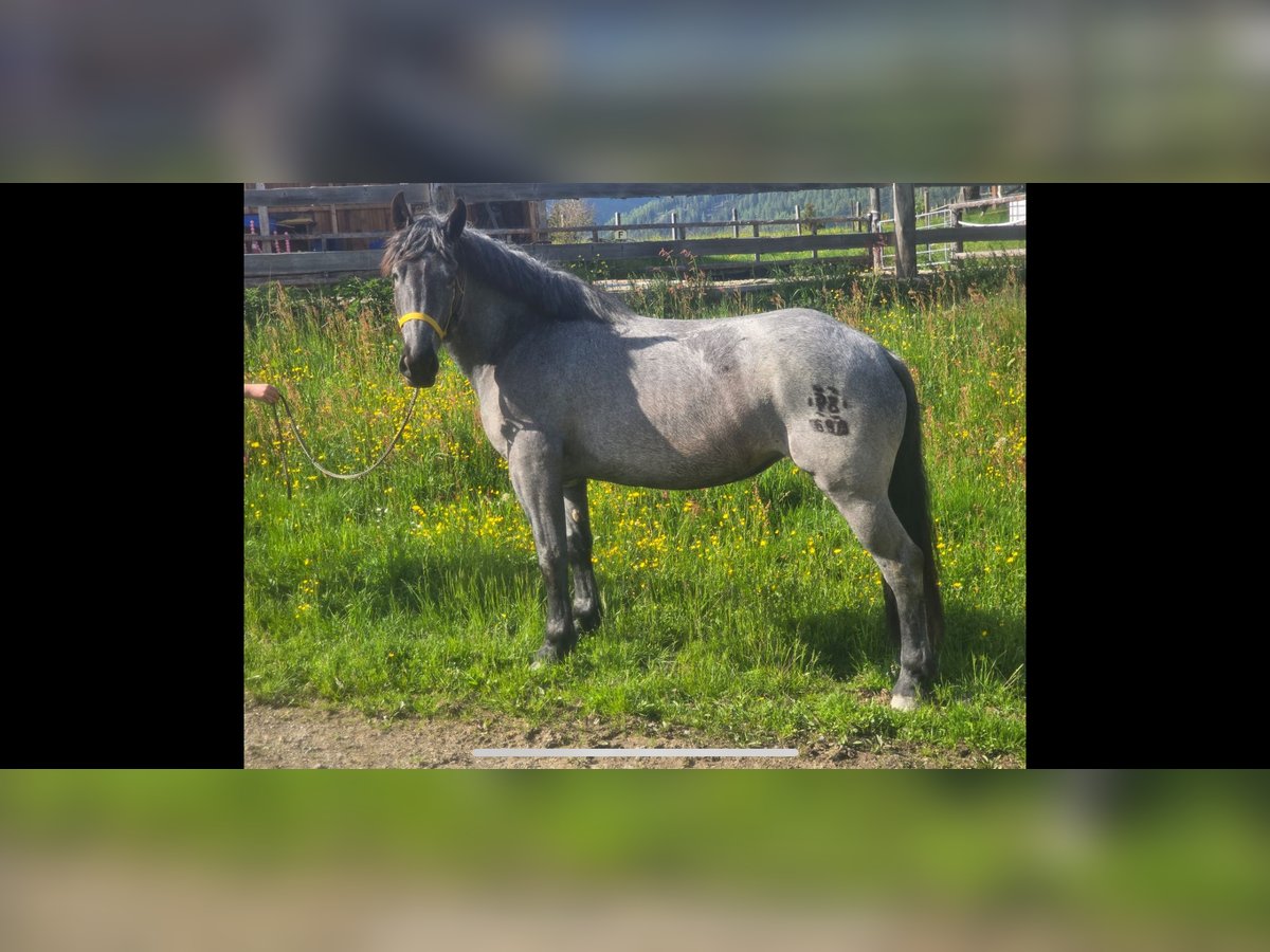 Noriker Stute 3 Jahre 162 cm in Tamsweg