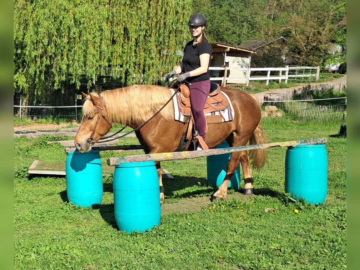 Noriker Stute 4 Jahre 155 cm Fuchs in Bayerbach