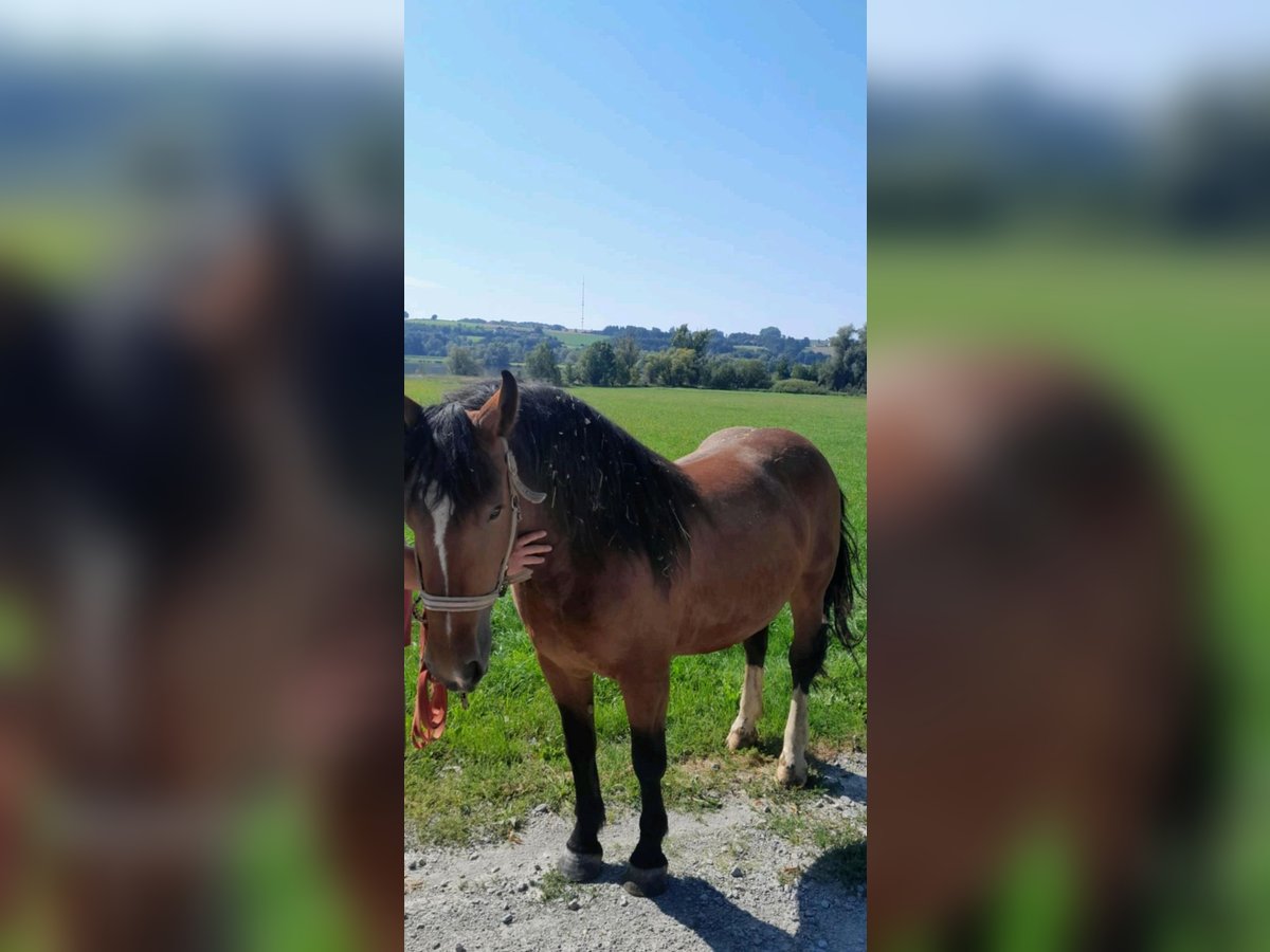 Noriker Stute 4 Jahre 160 cm Brauner in Eggenfelden