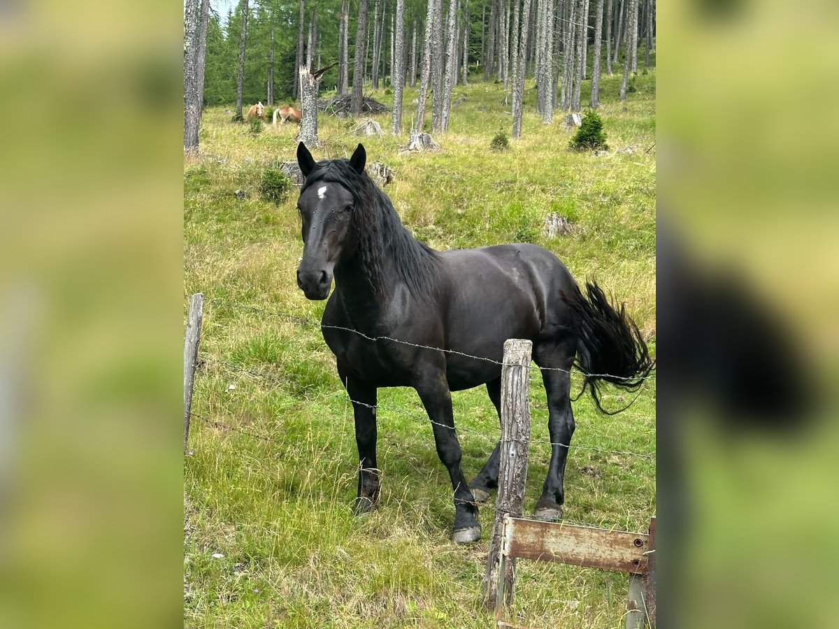 Noriker Stute 4 Jahre 161 cm Rappe in Radenthein