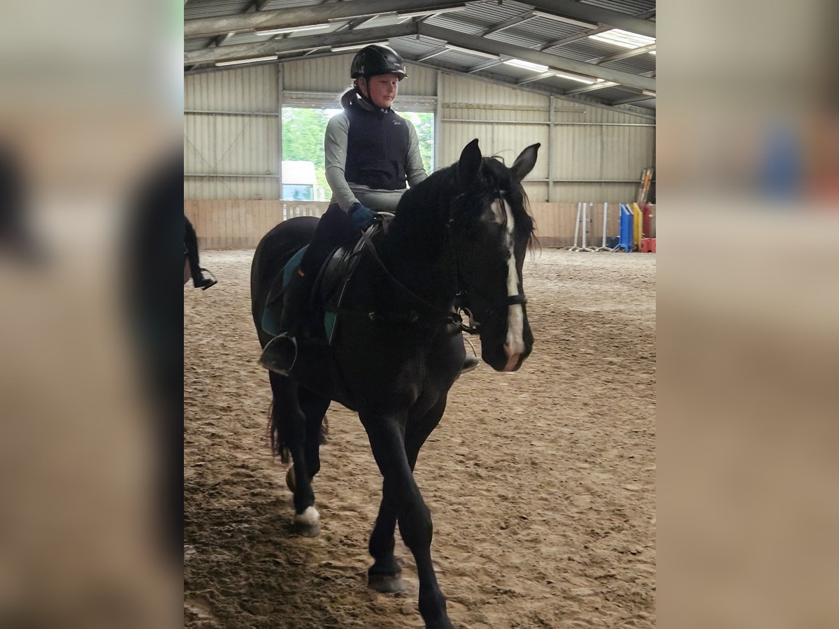 Noriker Stute 4 Jahre 164 cm Rappe in Kirchheimbolanden