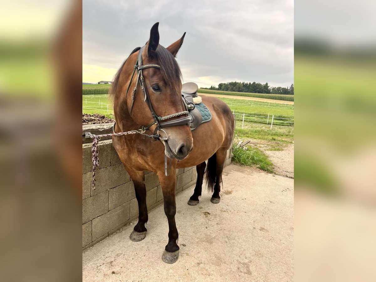 Noriker Stute 5 Jahre 162 cm Brauner in Weinzierl