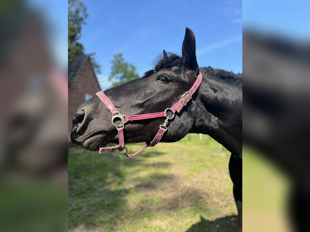 Noriker Stute 6 Jahre 156 cm Rappe in Thuine