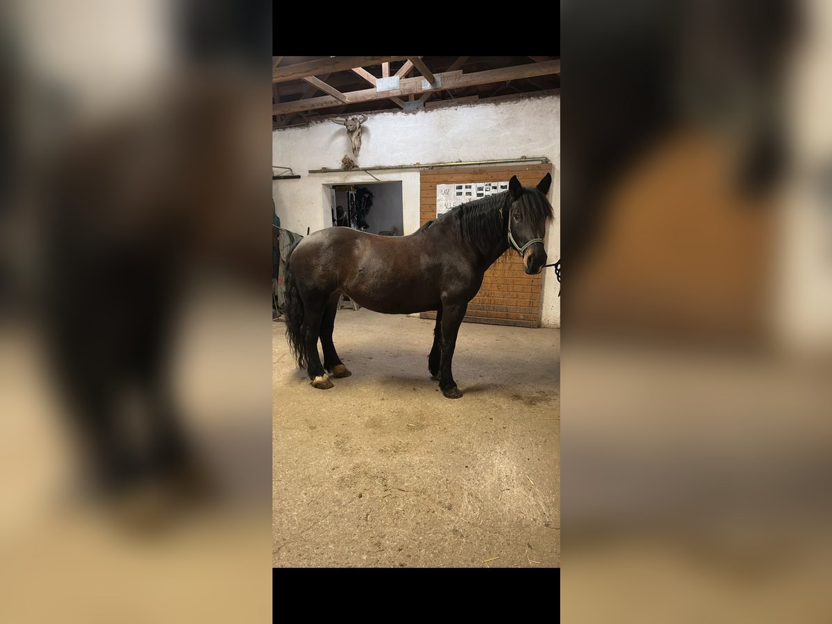 Noriker Stute 8 Jahre 158 cm Dunkelbrauner in Altenhof am Hausruck