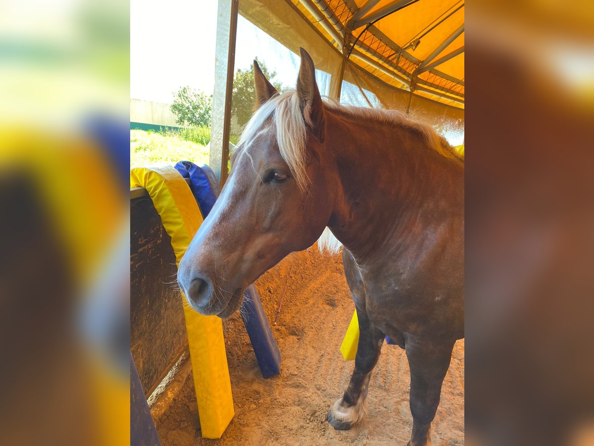 Noriker Stute 8 Jahre 160 cm Dunkelfuchs in Neuss
