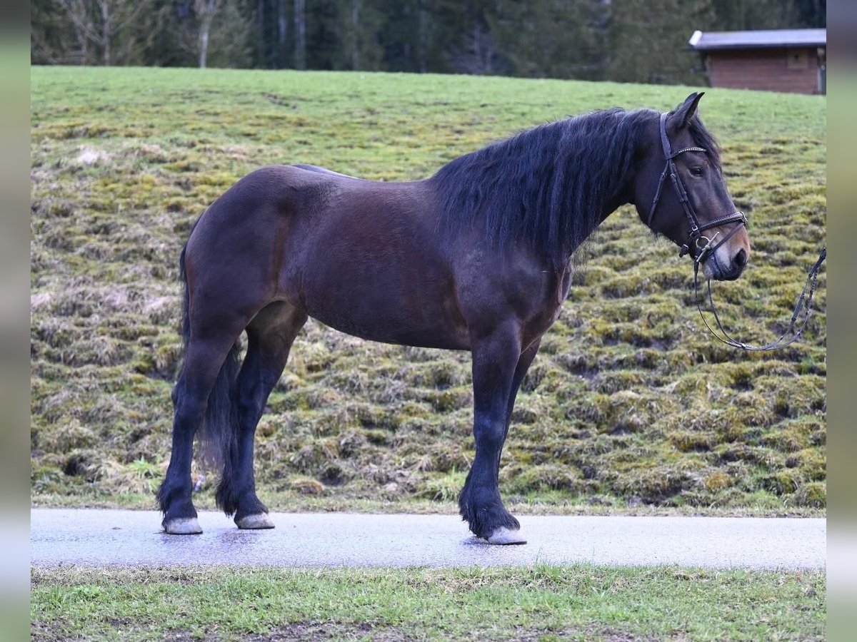 Noriker Stute 8 Jahre 164 cm in Ru&#xDF;bach am Pass Gsch&#xFC;tt