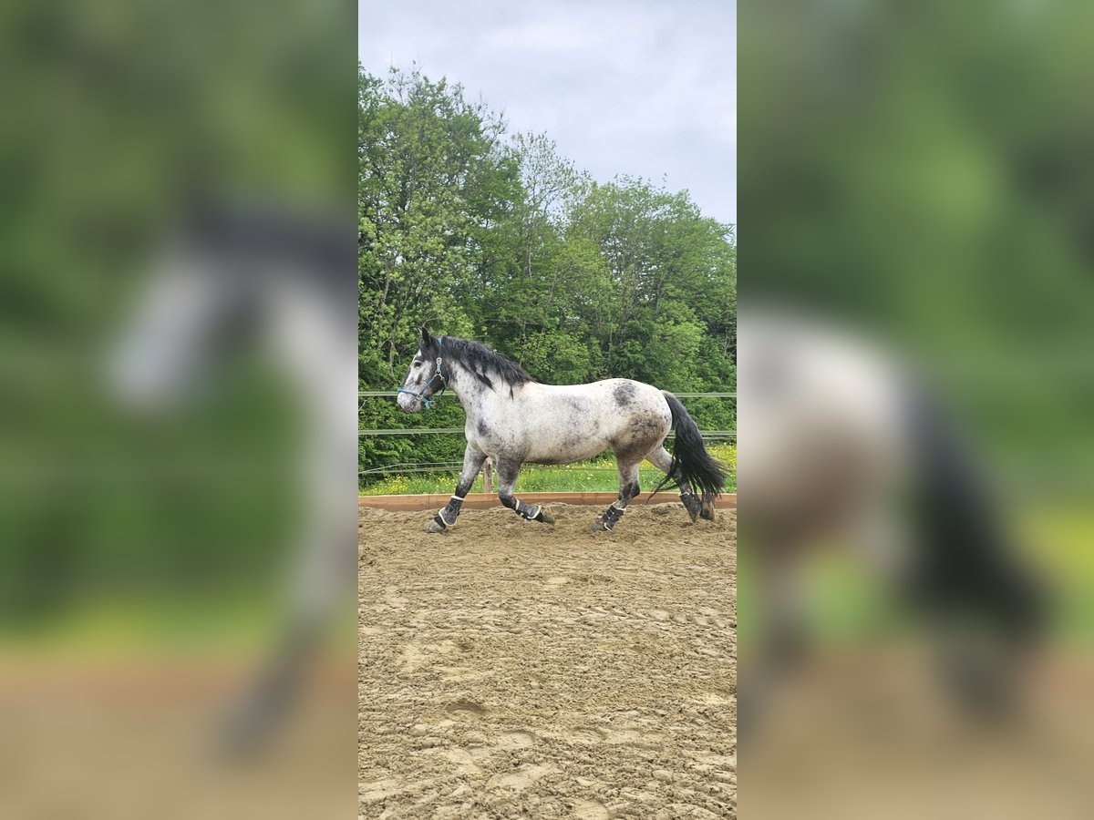 Noriker Stute 9 Jahre 160 cm in Samerberg