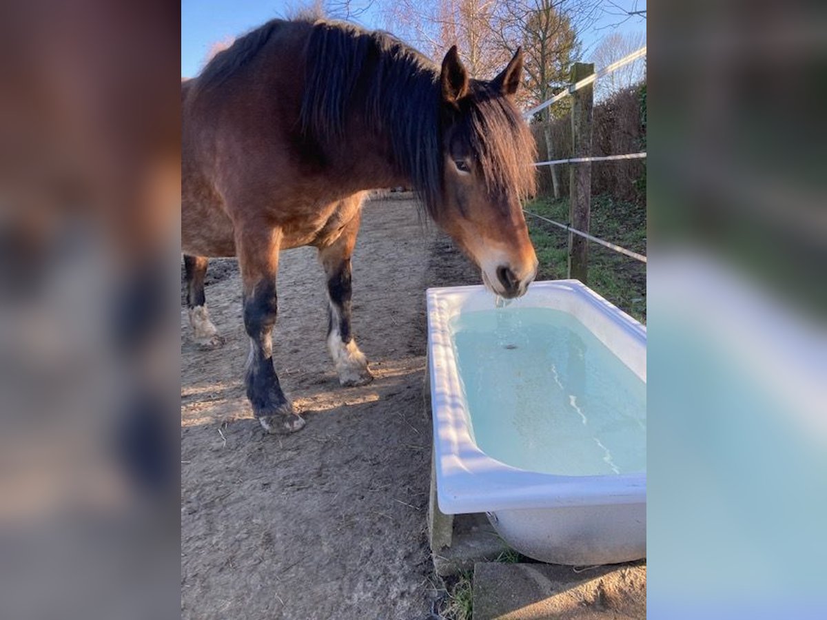 Noriker Stute 9 Jahre 163 cm Brauner in Viersen