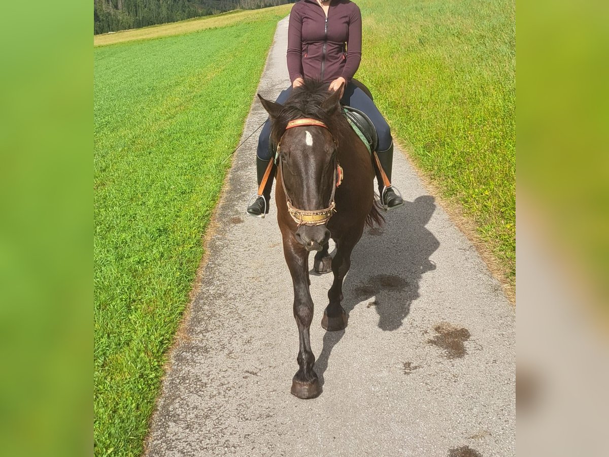 Noriker Stute 9 Jahre 170 cm in Obertilliach
