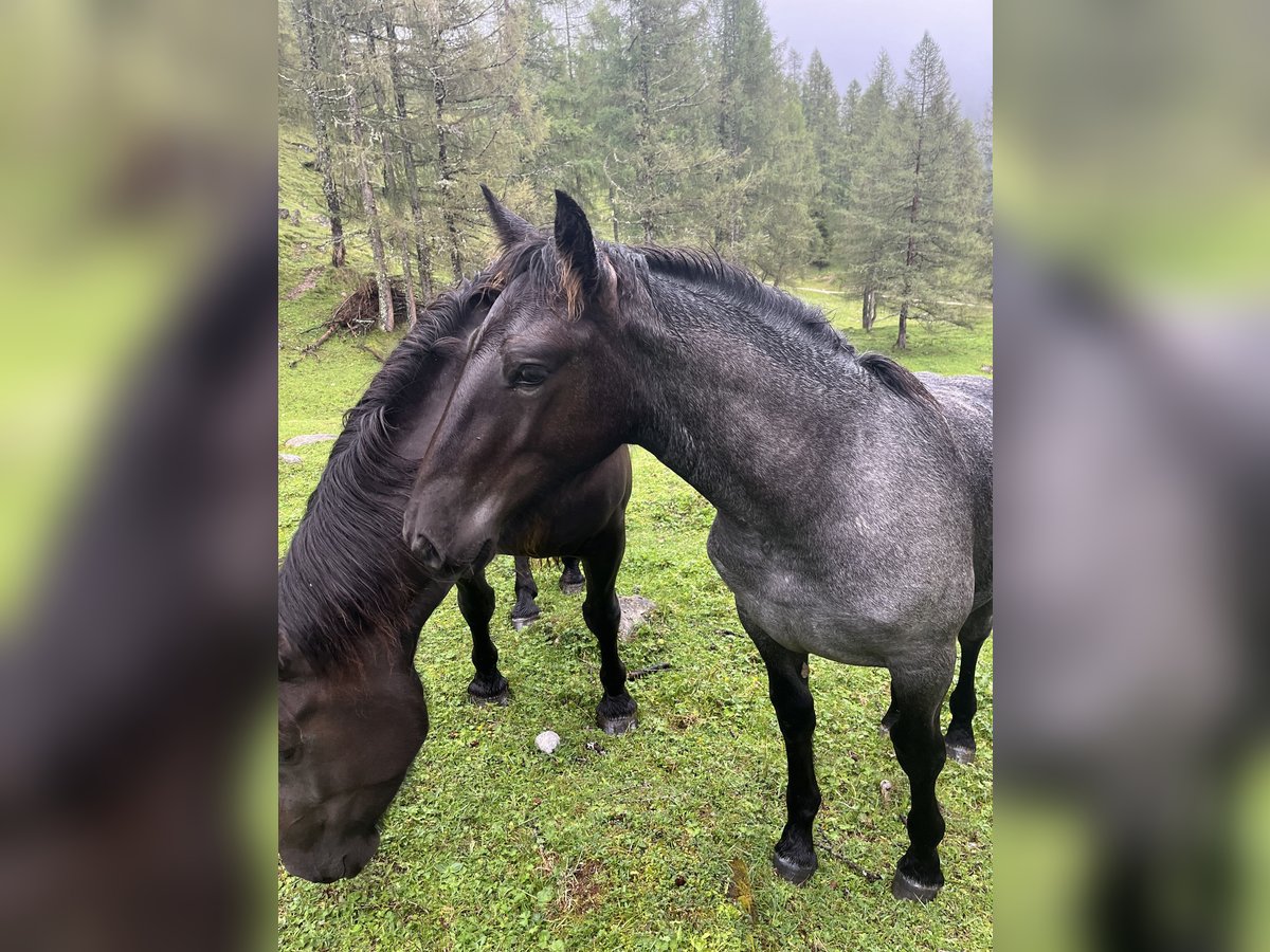 Noriker Stute Fohlen (06/2024) Blauschimmel in RAMSAU AM Dachstein