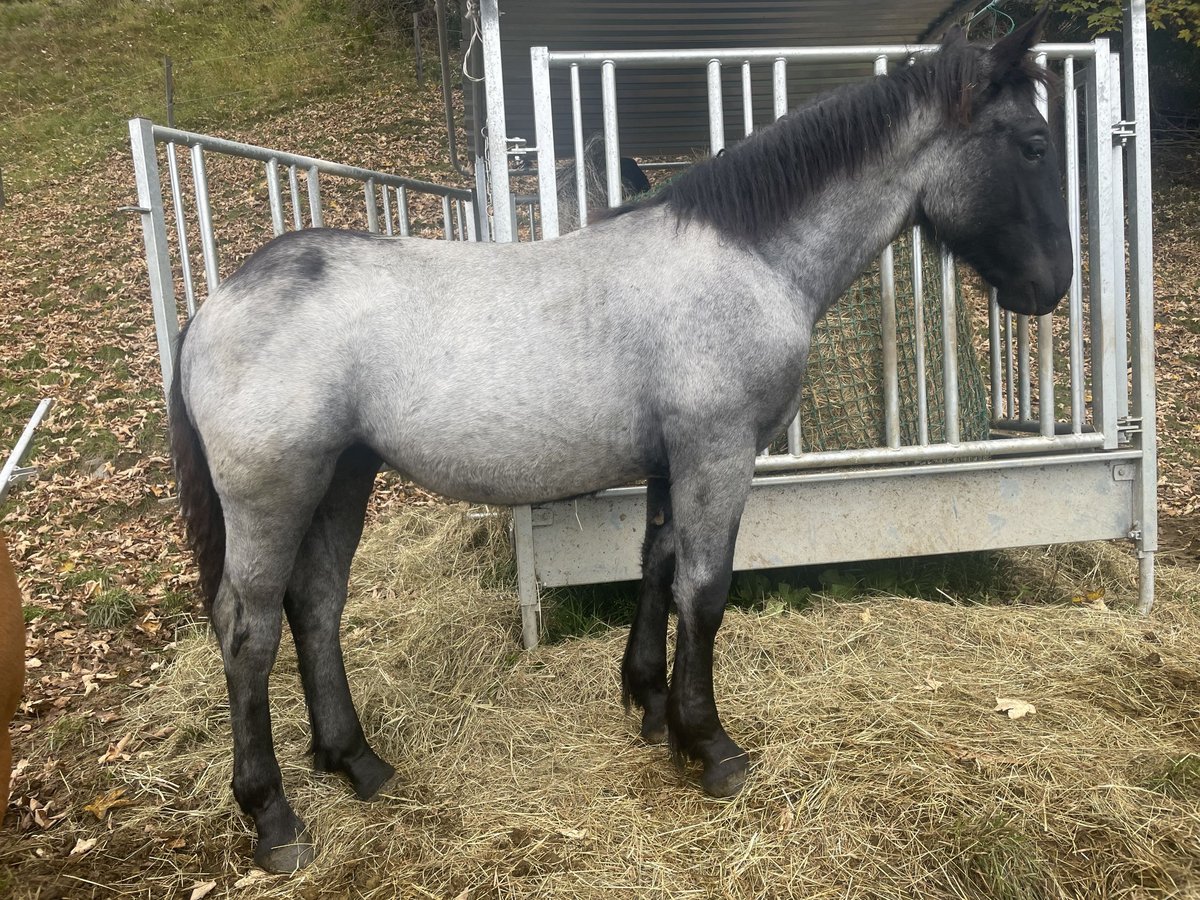 Noriker Stute Fohlen (03/2025) Roan-Blue in Metnitz