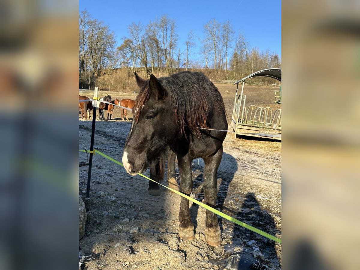 Noriker Valack 3 år 164 cm Svart in Winzer